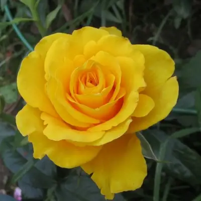 Роза КЕРИО чайно-гибридная в Новополоцке