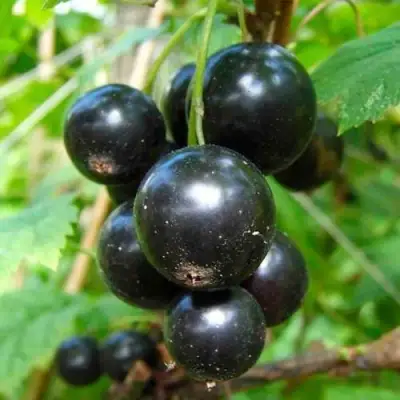 Смородина чёрная ЛЕНТЯЙ в Новополоцке