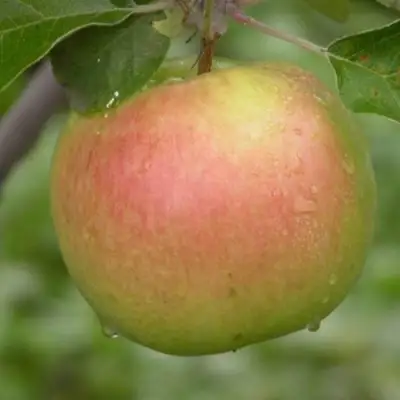 Яблоня БРЯНСКОЕ ЗОЛОТИСТОЕ в Новополоцке