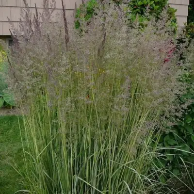 Вейник АВАЛАНШ остроцветковый в Новополоцке