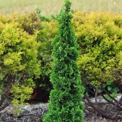 Туя СПИРАЛИС МИНИ западная в Новополоцке