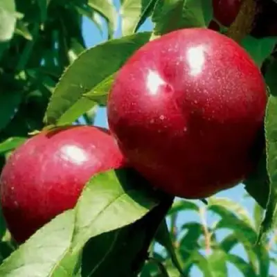 Нектарин МЕДВЕДЕВСКИЙ в Новополоцке