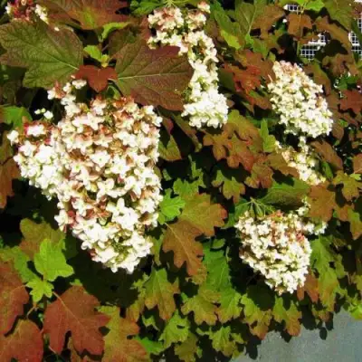 Гортензия БЛЭК ПОРШ дуболистная в Новополоцке