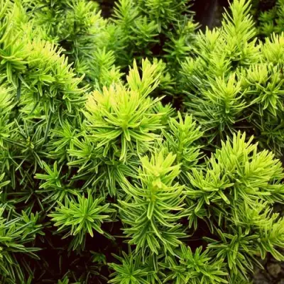 Тис ДАВИД ягодный в Новополоцке