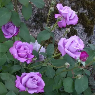 Роза СИЛЬВЕР СТАР чайно-гибридная в Новополоцке