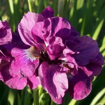 Ирис БАНДЛ ОВ ДЖОЙ сибирский в Новополоцке