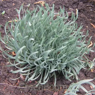 Лук СПИРАЛИС горный в Новополоцке