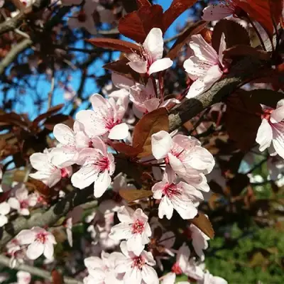 Слива ВУДИ растопыренная в Новополоцке