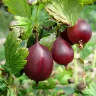 Крыжовник СЕРЕНАДА в Новополоцке