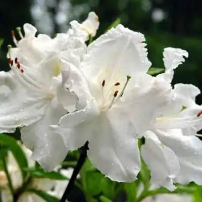 Азалия ОКСИДОЛ листопадная в Новополоцке