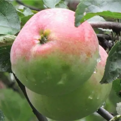 Яблоня МОСКОВСКОЕ ЗИМНЕЕ в Новополоцке