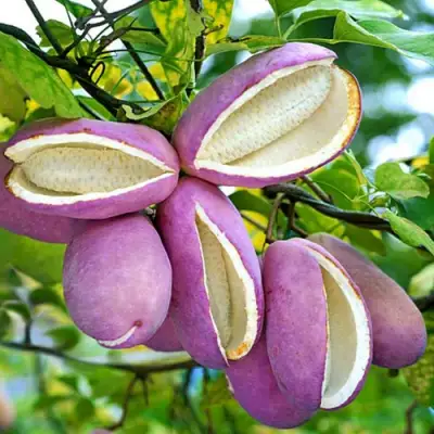 Акебия ПЯТЁРНАЯ  в Новополоцке