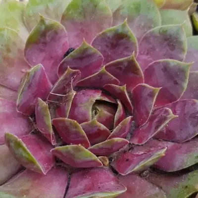 Молодило УФО в Новополоцке