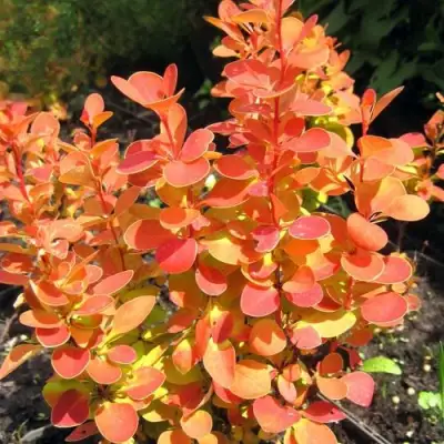 Барбарис ОРАНЖ ФАЙЕР тунберга в Новополоцке