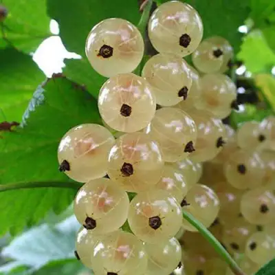 Смородина белая ЮТЕРБОРГСКАЯ в Новополоцке