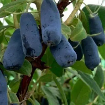 Жимолость съедобная ВОЛХОВА в Новополоцке