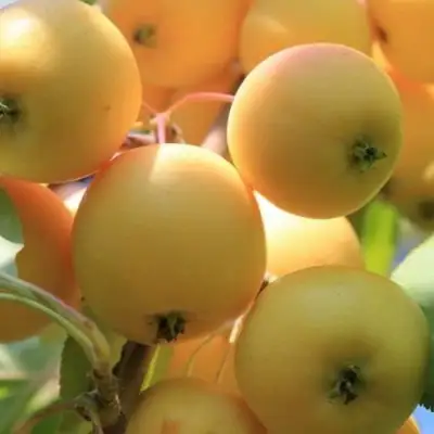 Яблоня УРАЛЬСКОЕ НАЛИВНОЕ в Новополоцке