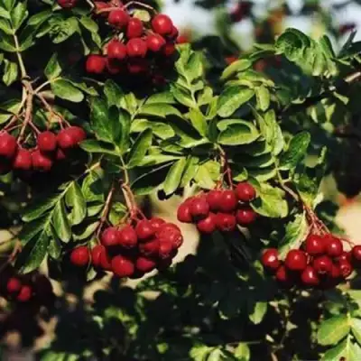 Рябина РУБИНОВАЯ сладкоплодная в Новополоцке