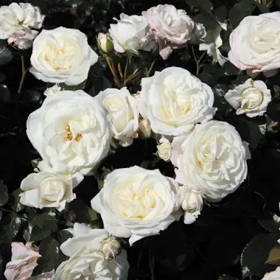 Роза АЛАБАСТЕР флорибунда в Новополоцке