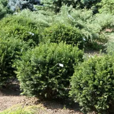 Тис НАНА остроконечный  в Новополоцке