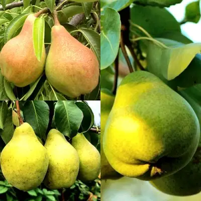 Комплект НАСТОЯЩИЙ ВОСТОРГ в Новополоцке