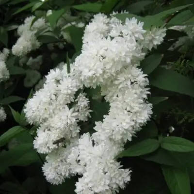 Дейция КАНДИДИССИМА шершавая в Новополоцке