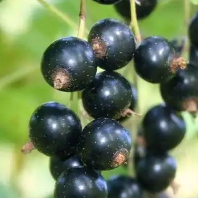 Смородина черная СТРЕЛЕЦ в Новополоцке