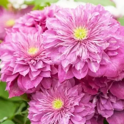 Клематис КАЙЗЕР в Новополоцке