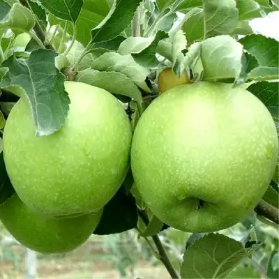 Яблоня РЕНЕТ СИМИРЕНКО в Новополоцке