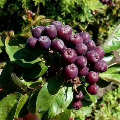 Рябина ЛИКЁРНАЯ сладкоплодная в Новополоцке