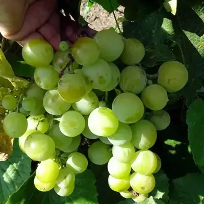 Виноград БАРС в Новополоцке