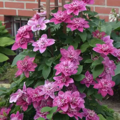 Клематис МАЙ ДАРЛИНГ  в Новополоцке