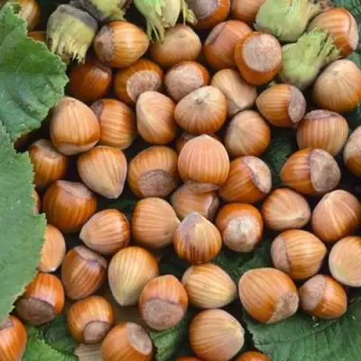 Фундук ТОНДА РОМАНА в Новополоцке