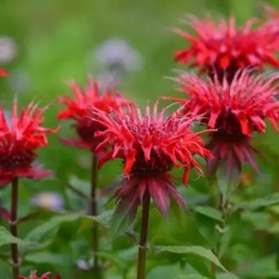 Монарда ПАНОРАМА РЕД в Новополоцке