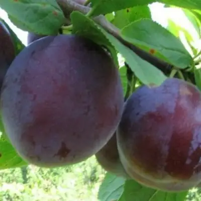 Слива СТАРТОВАЯ в Новополоцке