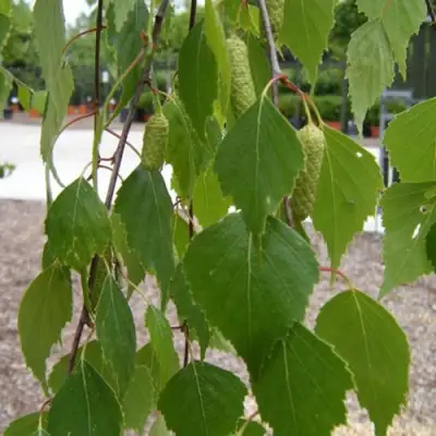Береза ФАСЦИНЕЙШЕН белая  в Новополоцке