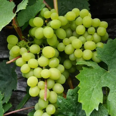 виноград Алешенькин