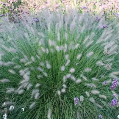Пеннисетум ХАМЕЛН в Новополоцке