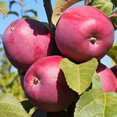 Яблоня ЗОРКА в Новополоцке