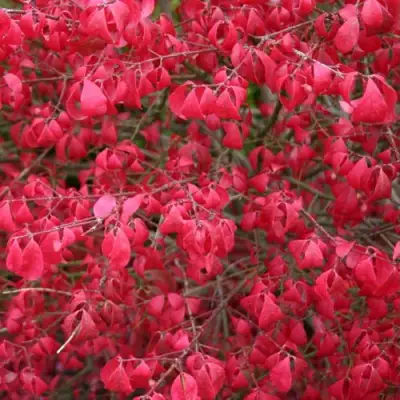 Бересклет КОМПАКТУС  в Новополоцке