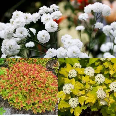 Комплект СОЛНЕЧНЫЙ МИКС в Новополоцке