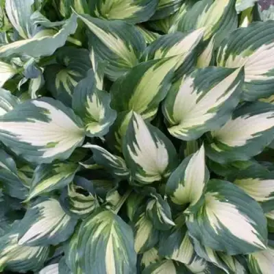 Хоста КРИСМАС КЭНДИ гибридная в Новополоцке