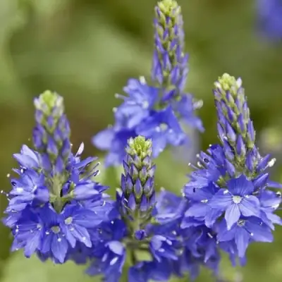 Вероника австрийская в Новополоцке