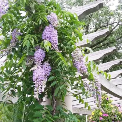 Глициния макростахия БЛЮ МУН в Новополоцке