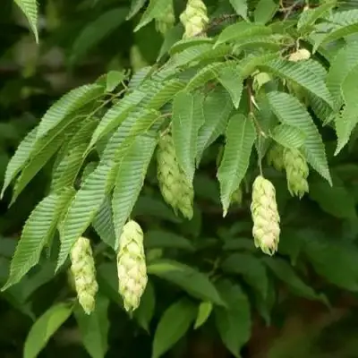 Граб японский в Новополоцке