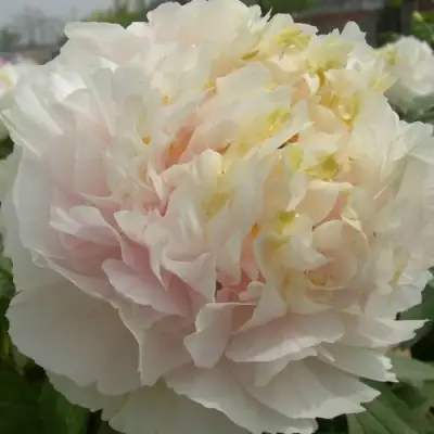 Пион ЗОЛОТОЙ ИЗУМРУД древовидный в Новополоцке