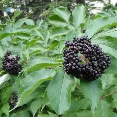 Бузина черная КЛАДЗЕЗЬ в Новополоцке