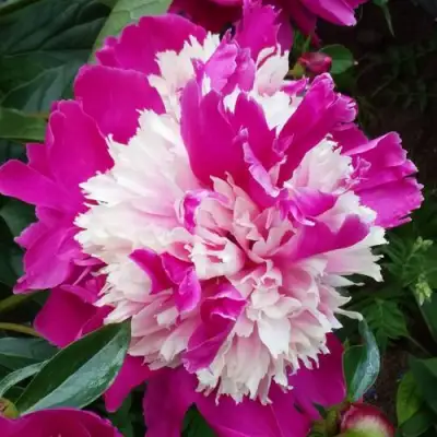 Пион КАПЛЯ РОСЫ травянистый в Новополоцке