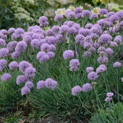 Лук ЛИЗА БЛЮ стареющий в Новополоцке