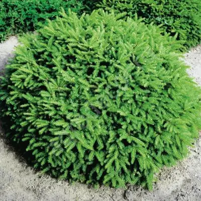 Ель НИДИФОРМИС обыкновенная в Новополоцке